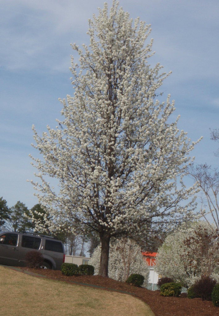 Pyrus calleryana