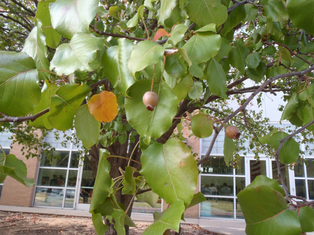Pyrus calleryana