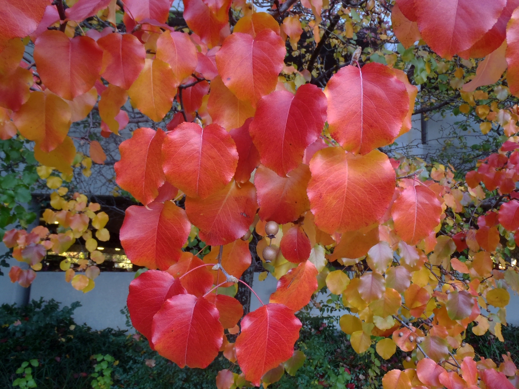 Pyrus calleryana