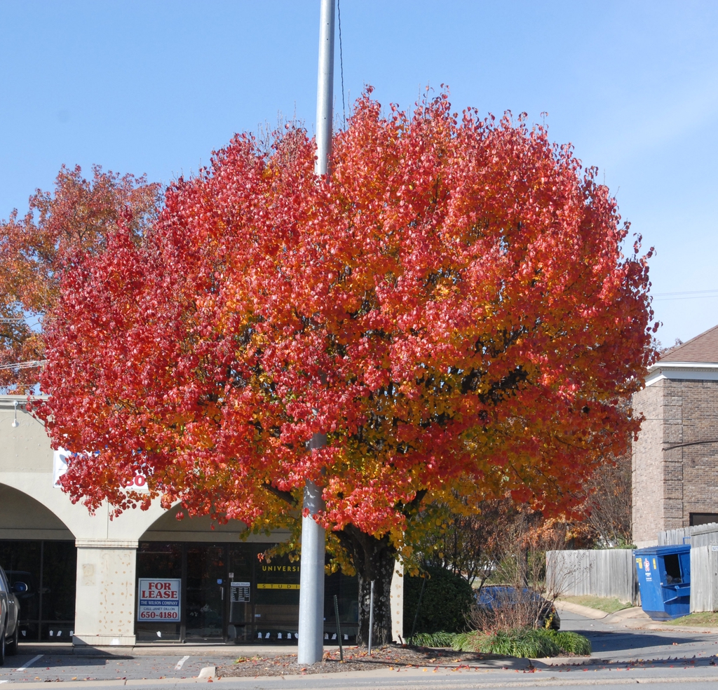 Pyrus calleryana