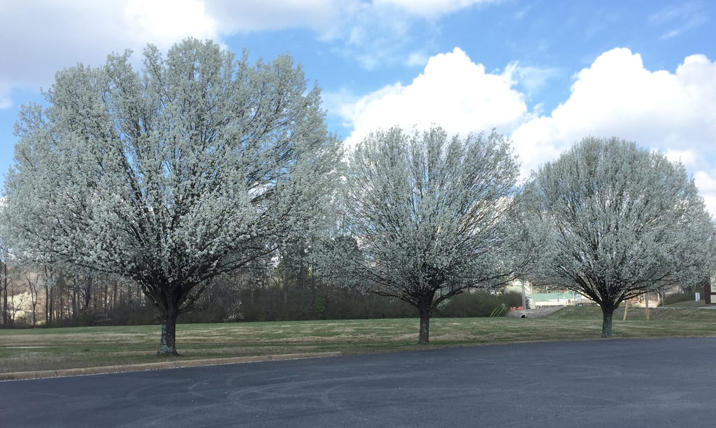 Pyrus calleryana