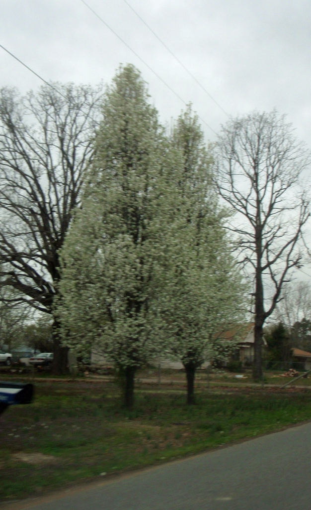 Pyrus calleryana