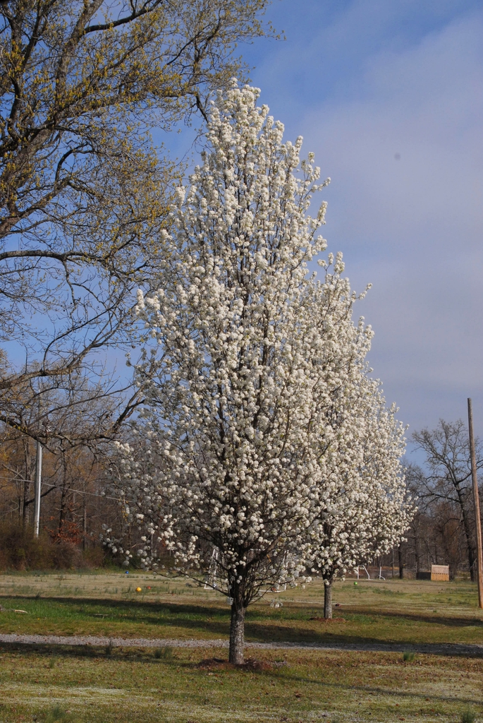 Pyrus calleryana