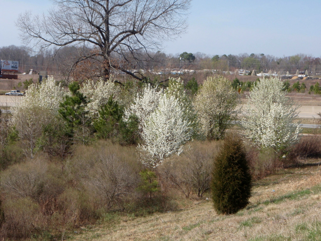 Pyrus calleryana
