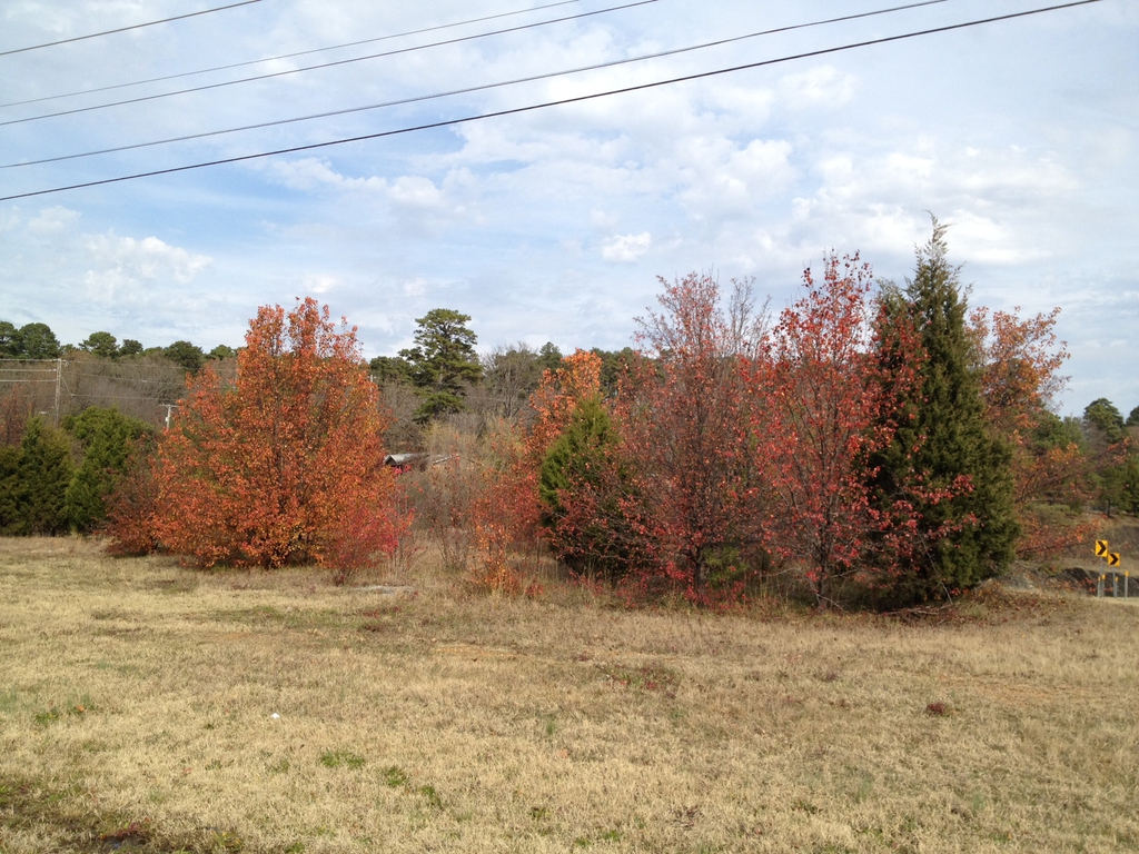 Pyrus calleryana