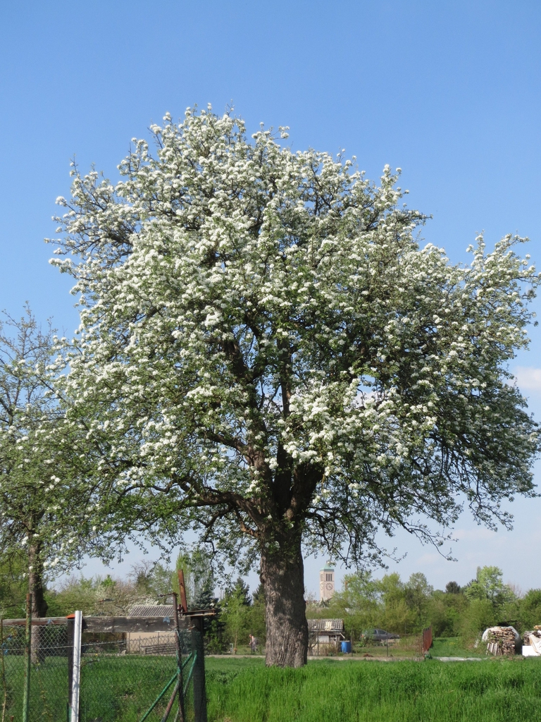 Tree in Bloom