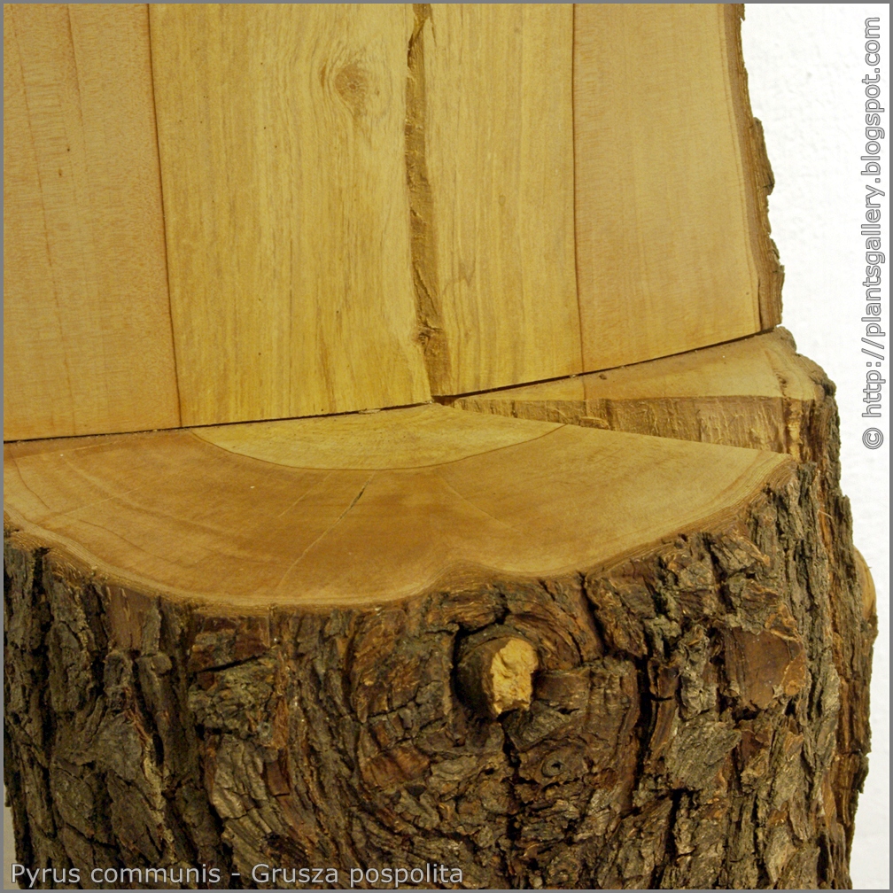 Bark & Wood