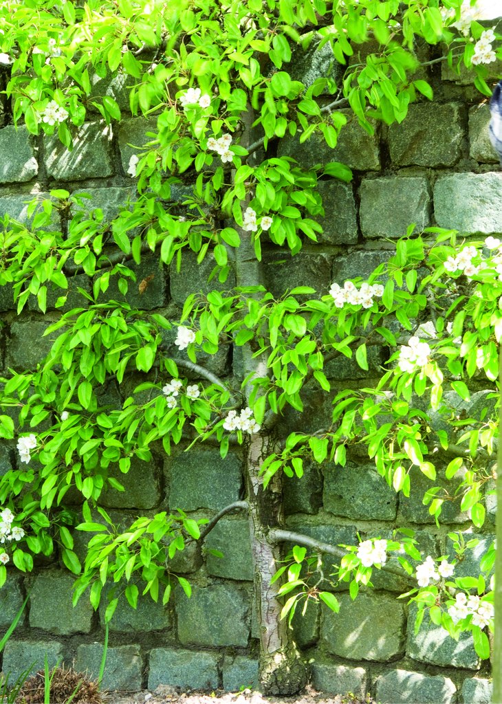 Espaliered Tree