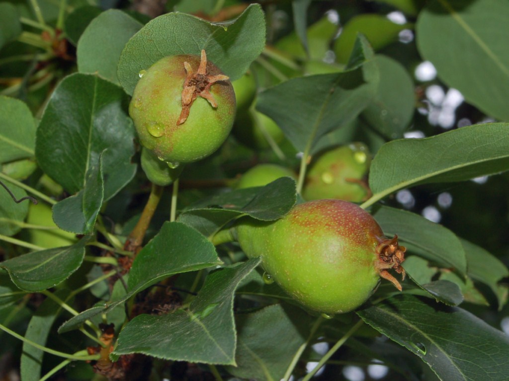 Immature Fruit and Leaves
