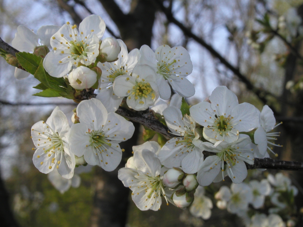 White flowers with yellow centers.