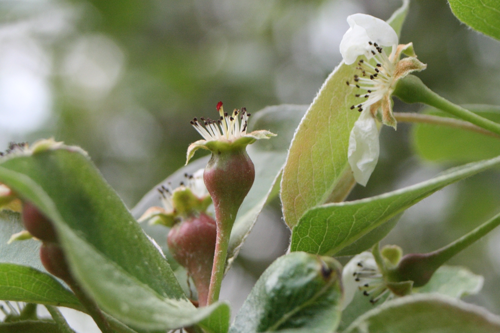 Pyrus communis 'Kieffer'