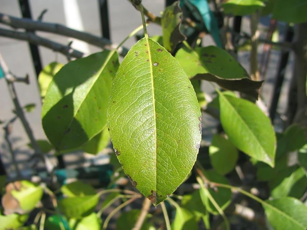 Pyrus communis