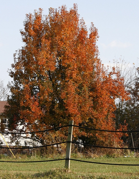 Pyrus communis 'Kieffer'