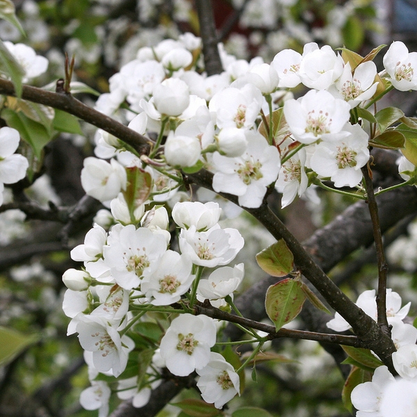 Pyrus communis 'Kieffer'