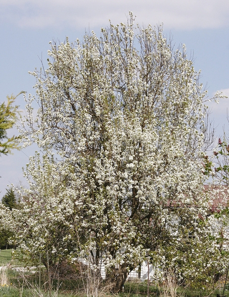 Pyrus communis 'Kieffer'