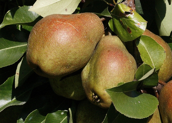 Pyrus communis 'Kieffer'