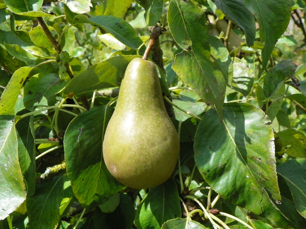 Pyrus communis