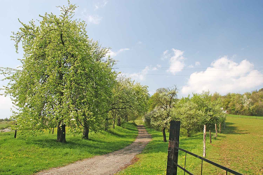 Pyrus communis