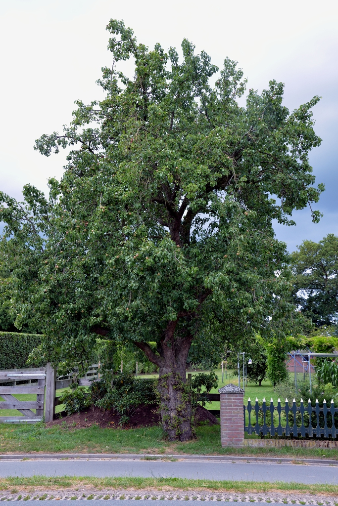 Pyrus communis
