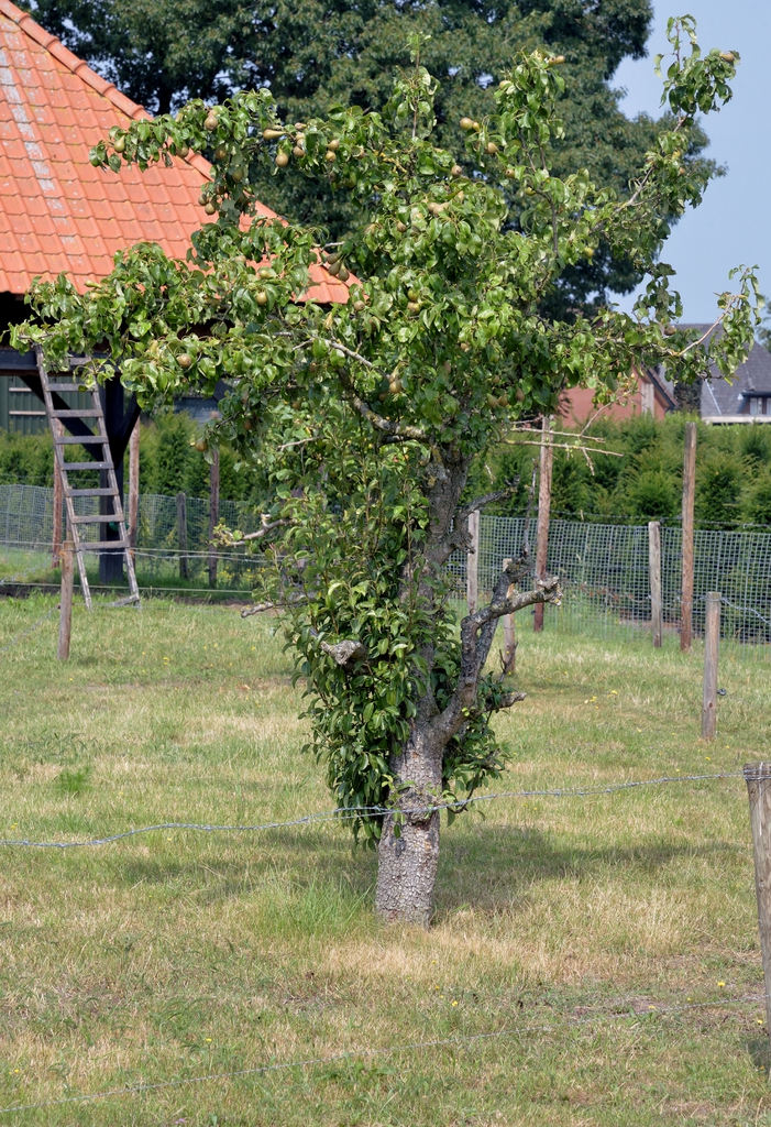 Pyrus communis