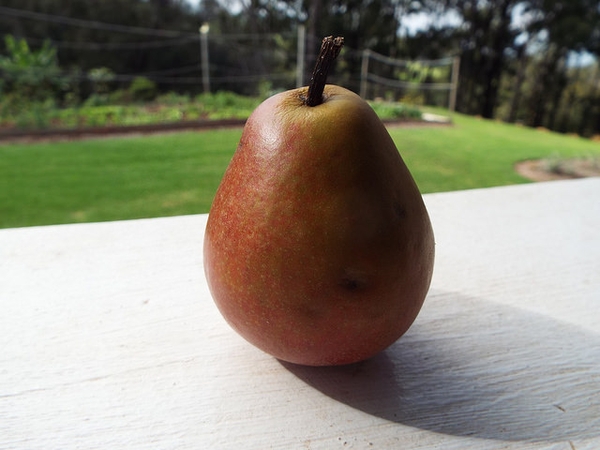 Pyrus communis 'Seckel'