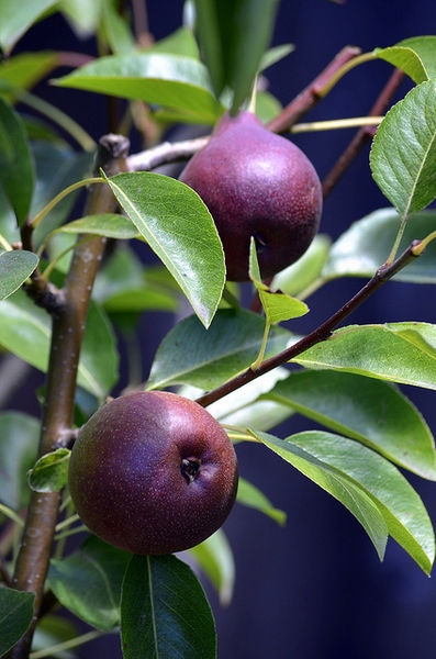 Pyrus communis 'Seckel'