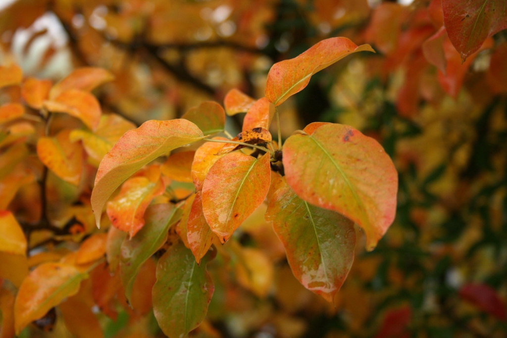 Pyrus communis