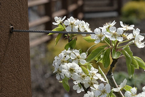 Pyrus communis 'Moonglow'