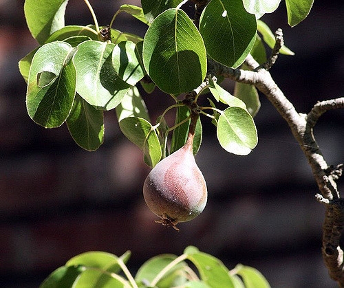 Pyrus communis 'Moonglow'