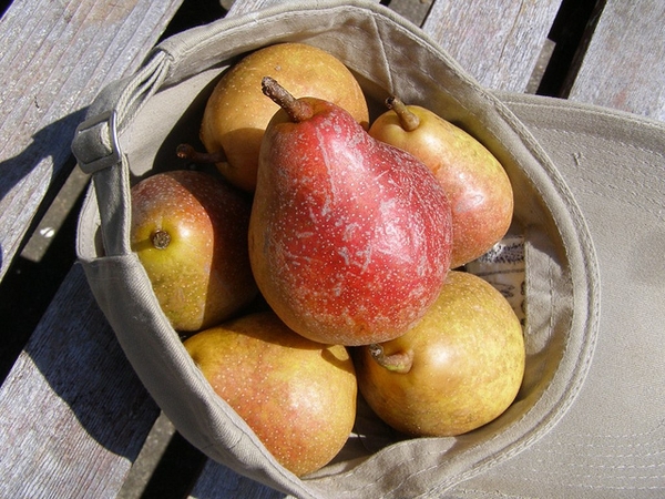 Pyrus communis 'Moonglow'