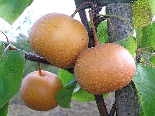 Pyrus pyrifolia 'Chojuro'