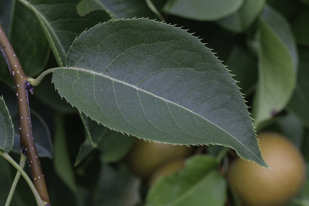 Leaf and stem detail