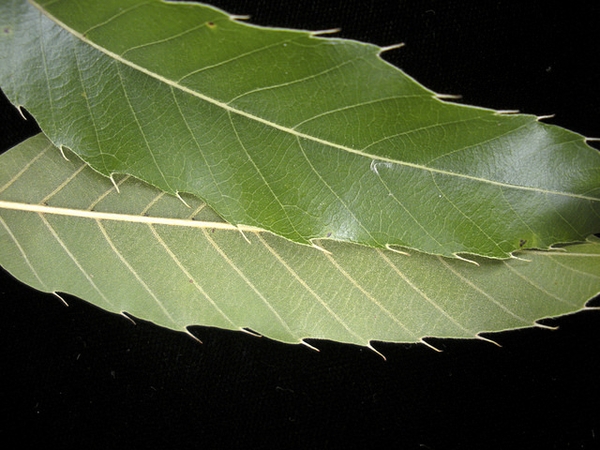 Leaf