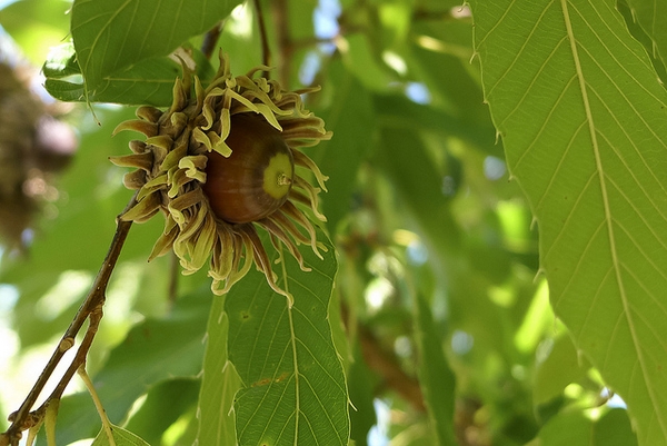 Acorn