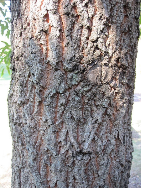 Bark