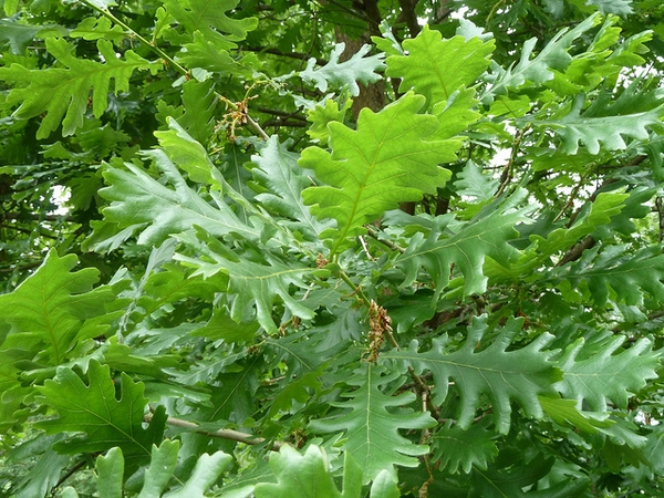 Quercus alba