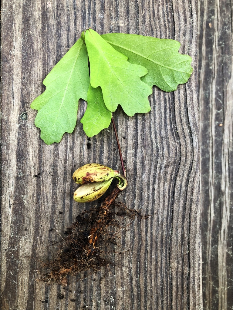 Seedling & Roots -March 30 - Warren Co., NC