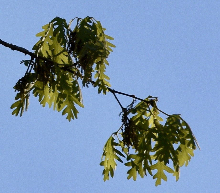 Leaves - March 30- Warren Co., NC