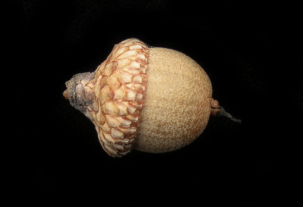 Acorn