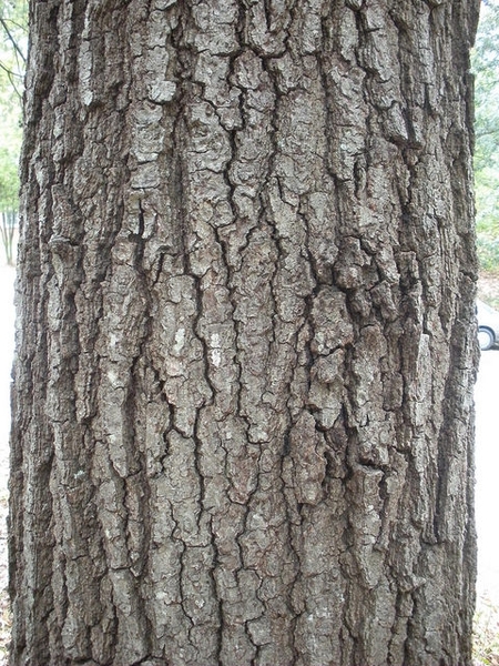 Quercus falcata, bark