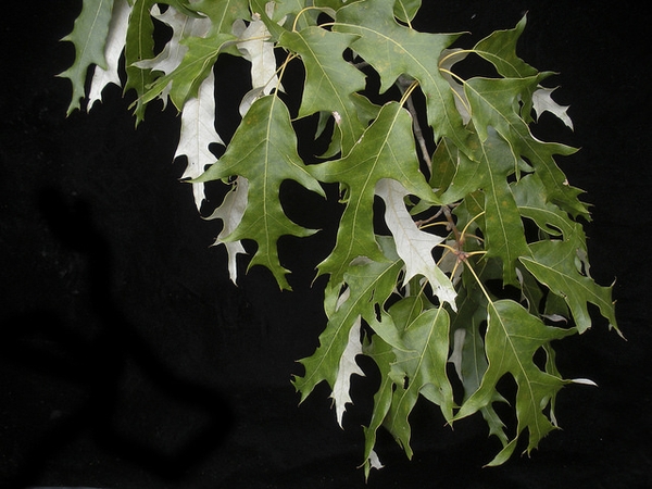 Leaves