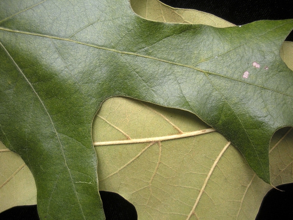 Leaves upper and lower surfaces