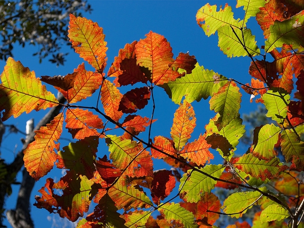 Fall color