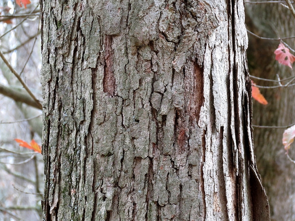 Bark