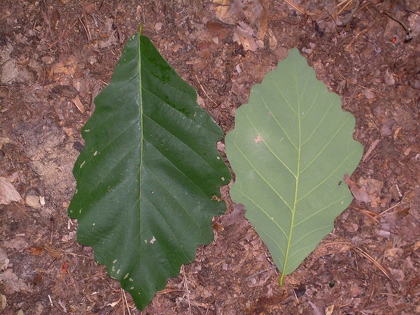 Underside of leaf