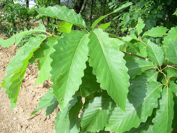 Leaves