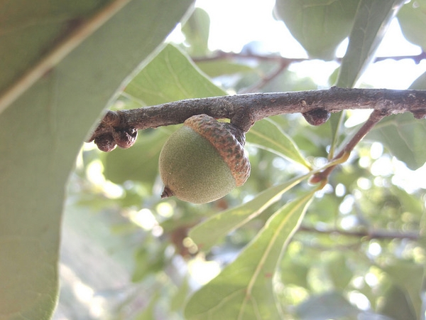 Quercus nigra, acorn