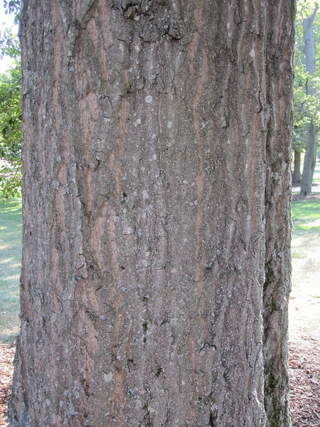 Quercus nigra, bark