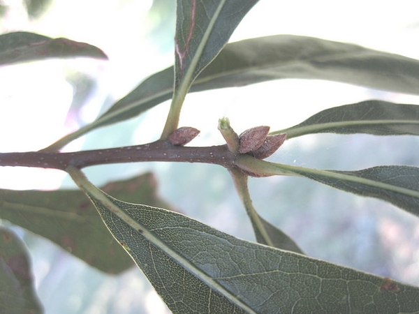 Quercus nigra, leaf attachment