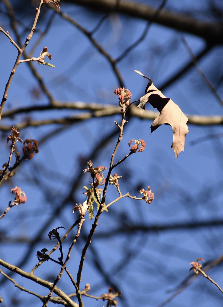 Old Leaf & Leaf Buds - March 11 - Warren Co., NC